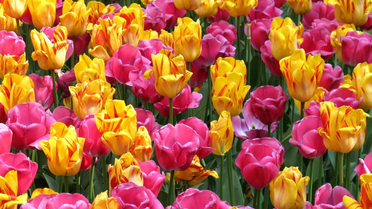 Tulipanes Rosados y Amarillos en Flor Durante el Día. Wallpaper in 1280x720 Resolution