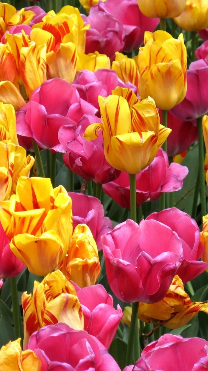 Tulipanes Rosados y Amarillos en Flor Durante el Día. Wallpaper in 720x1280 Resolution