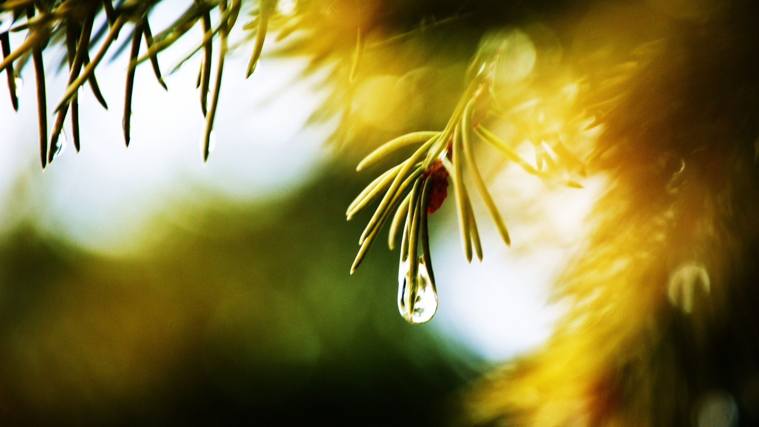 Silver Heart Pendant on Green Plant Stem. Wallpaper in 2560x1440 Resolution