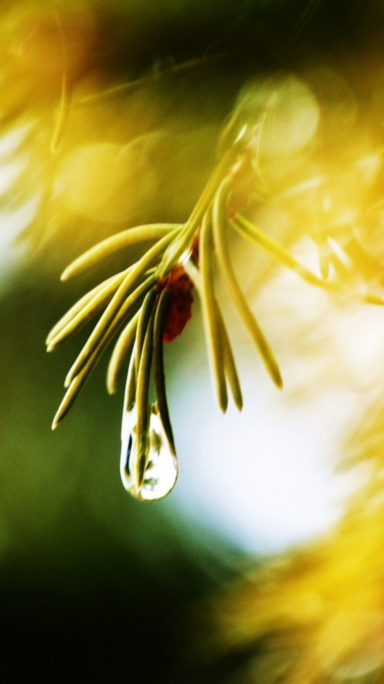 Pendentif Coeur en Argent Sur Tige de Plante Verte. Wallpaper in 750x1334 Resolution