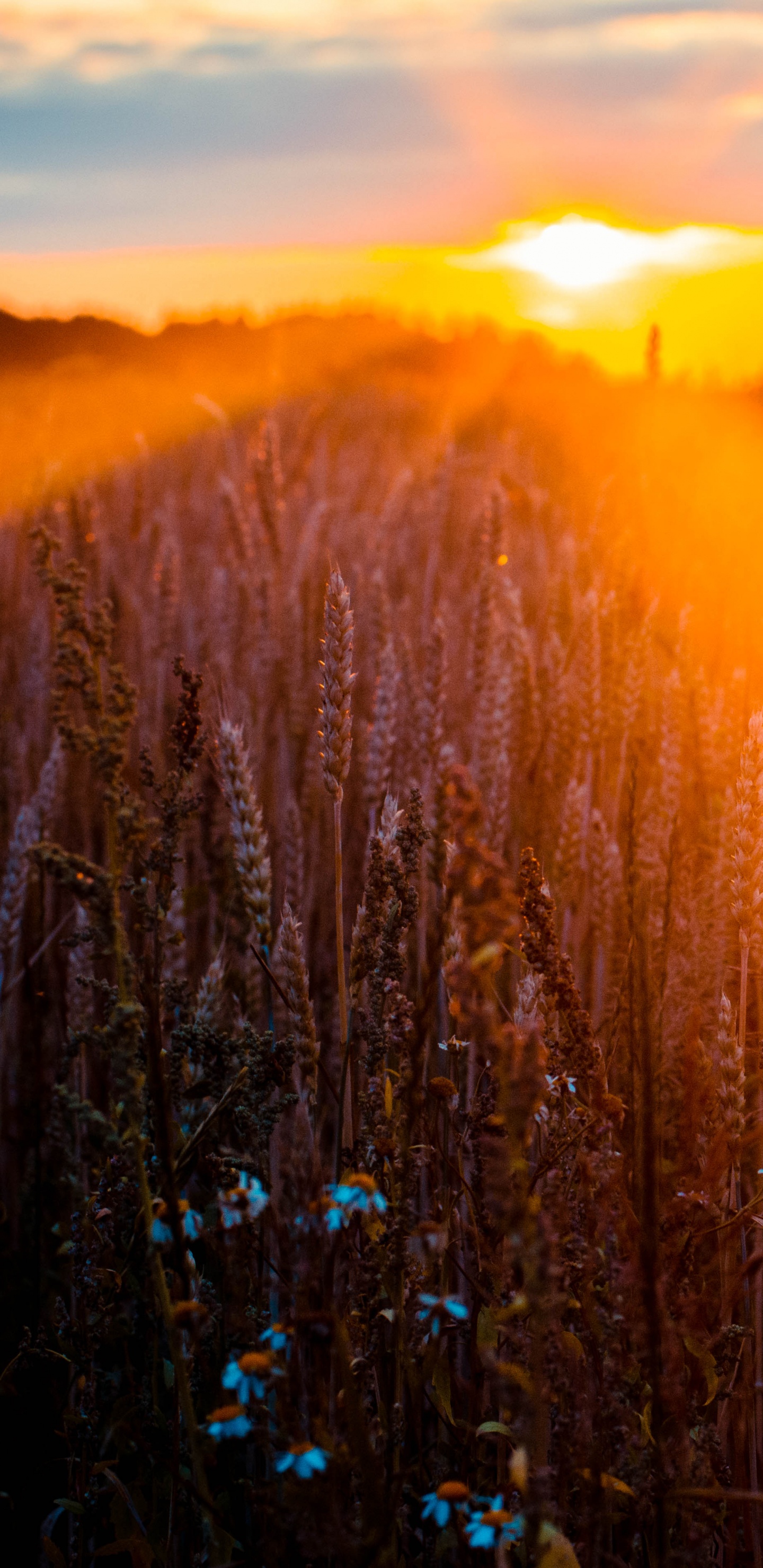 Nature, Paysage Naturel, Lumière, Matin, L'herbe de la Famille. Wallpaper in 1440x2960 Resolution