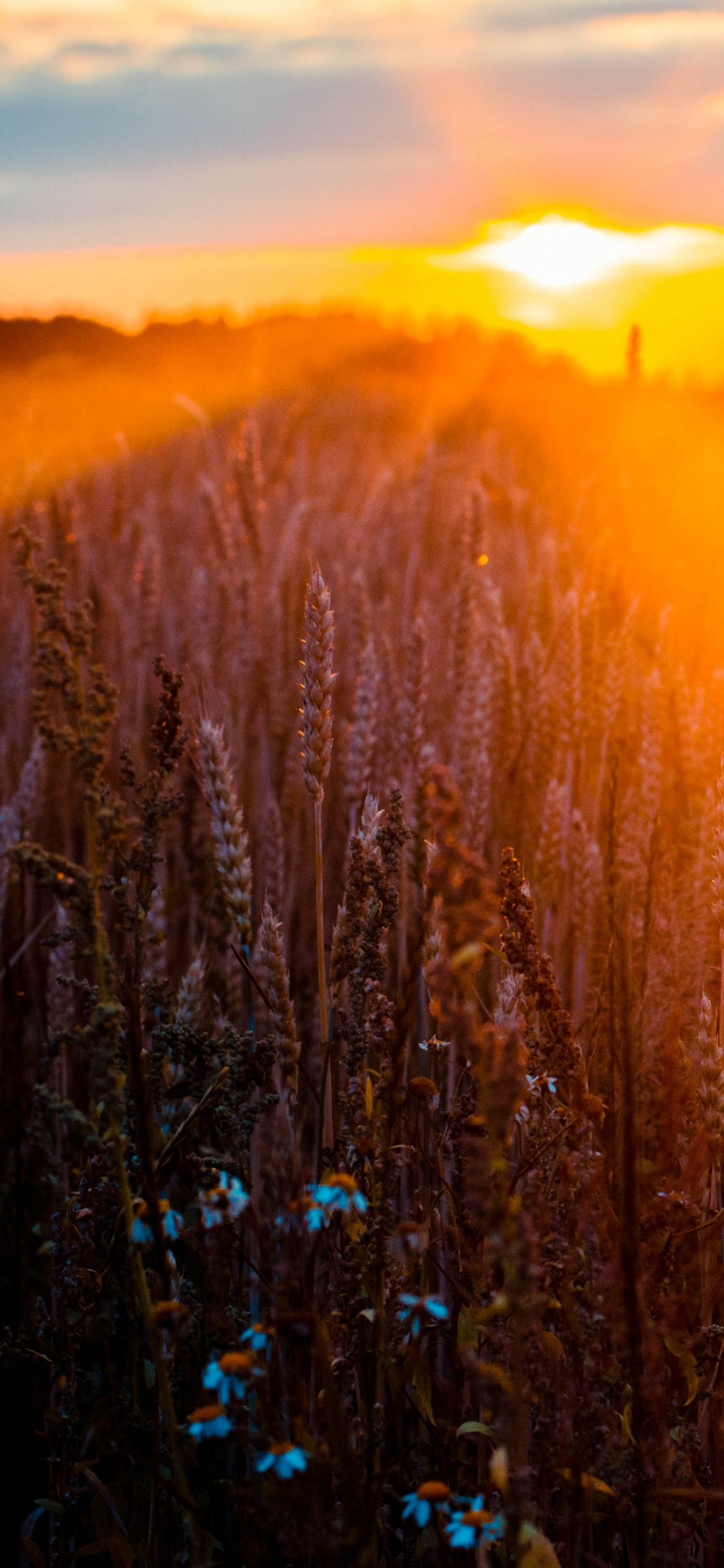 Naturaleza, Paisaje Natural, Luz, la Luz Del Sol, Mañana. Wallpaper in 1125x2436 Resolution