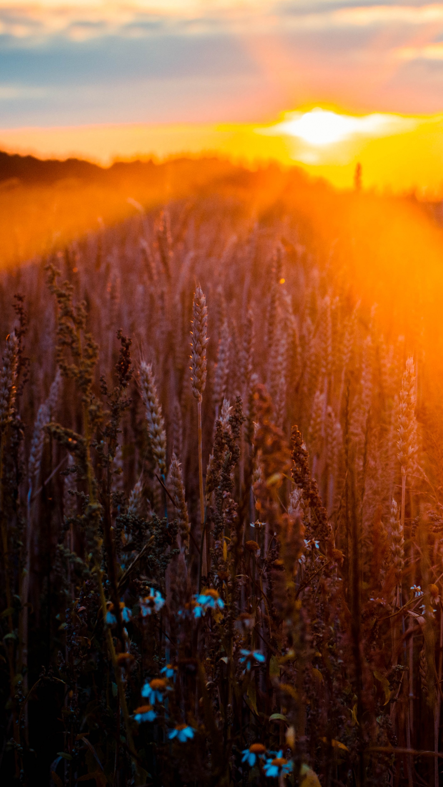 Naturaleza, Paisaje Natural, Luz, la Luz Del Sol, Mañana. Wallpaper in 1440x2560 Resolution