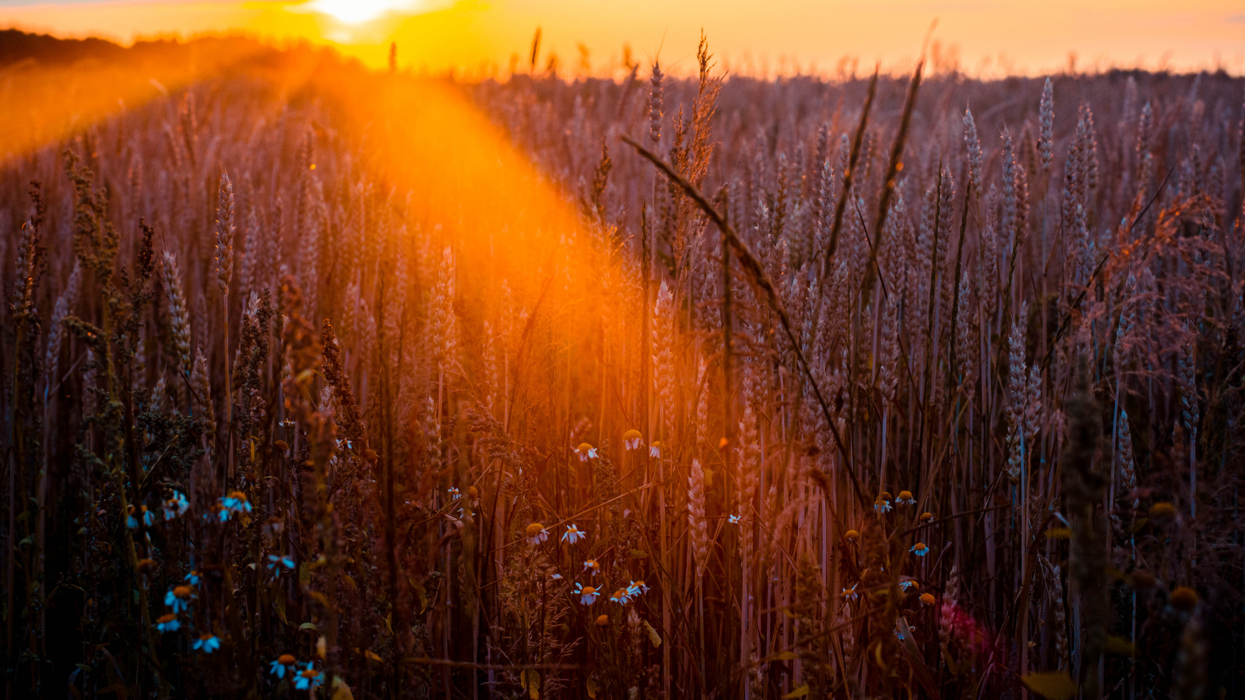 Natur, Naturlandschaft, Licht, Sonnenlicht, Morgen. Wallpaper in 2560x1440 Resolution