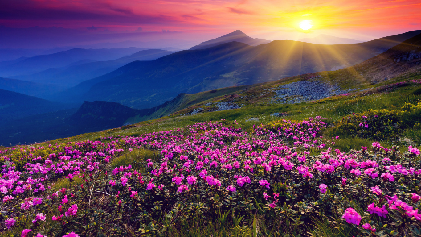 性质, 多山的地貌, 野花, 草地上, 荒野 壁纸 1366x768 允许