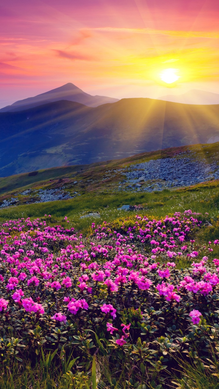 Champ de Fleurs Violettes Près de la Montagne Pendant la Journée. Wallpaper in 720x1280 Resolution