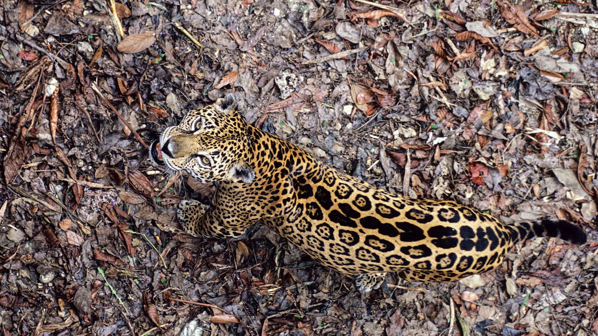 Black and Brown Leopard on Brown Dried Leaves. Wallpaper in 1920x1080 Resolution