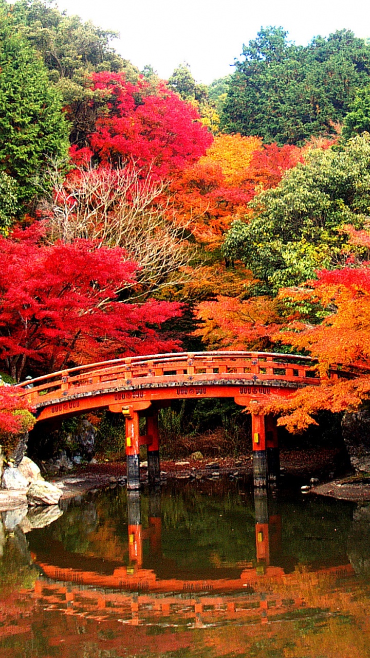 Red and Green Trees Beside River. Wallpaper in 720x1280 Resolution