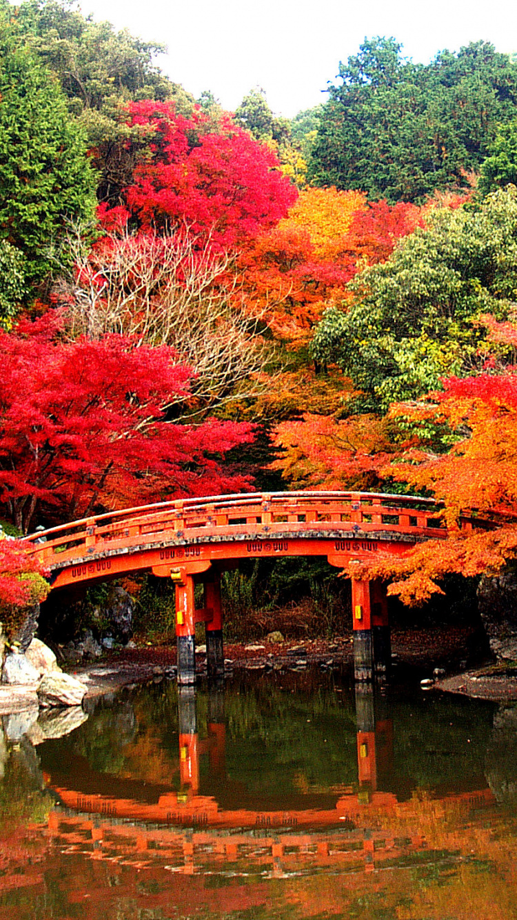 Red and Green Trees Beside River. Wallpaper in 750x1334 Resolution