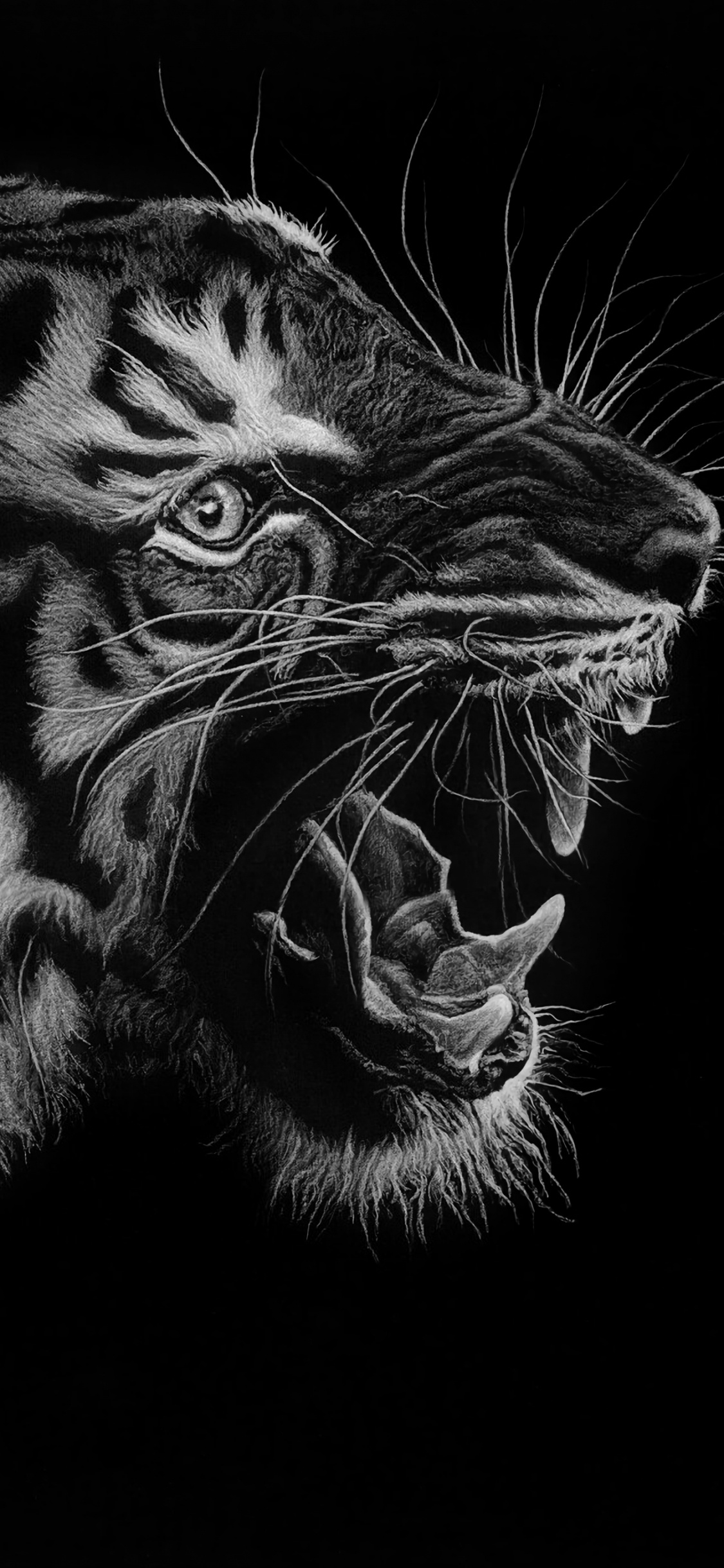 Black and White Tiger Illustration. Wallpaper in 1125x2436 Resolution