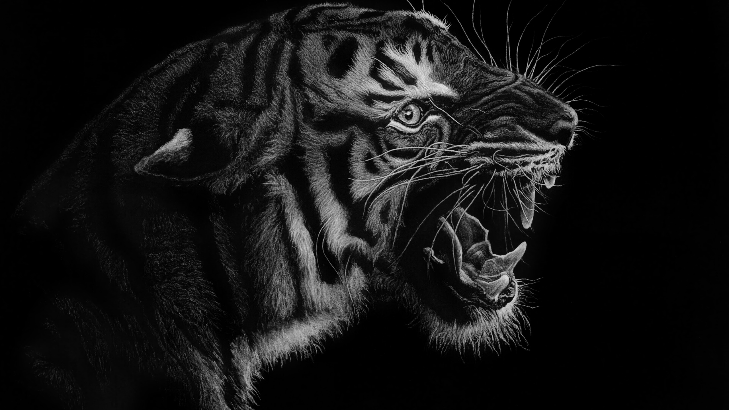 Black and White Tiger Illustration. Wallpaper in 2560x1440 Resolution