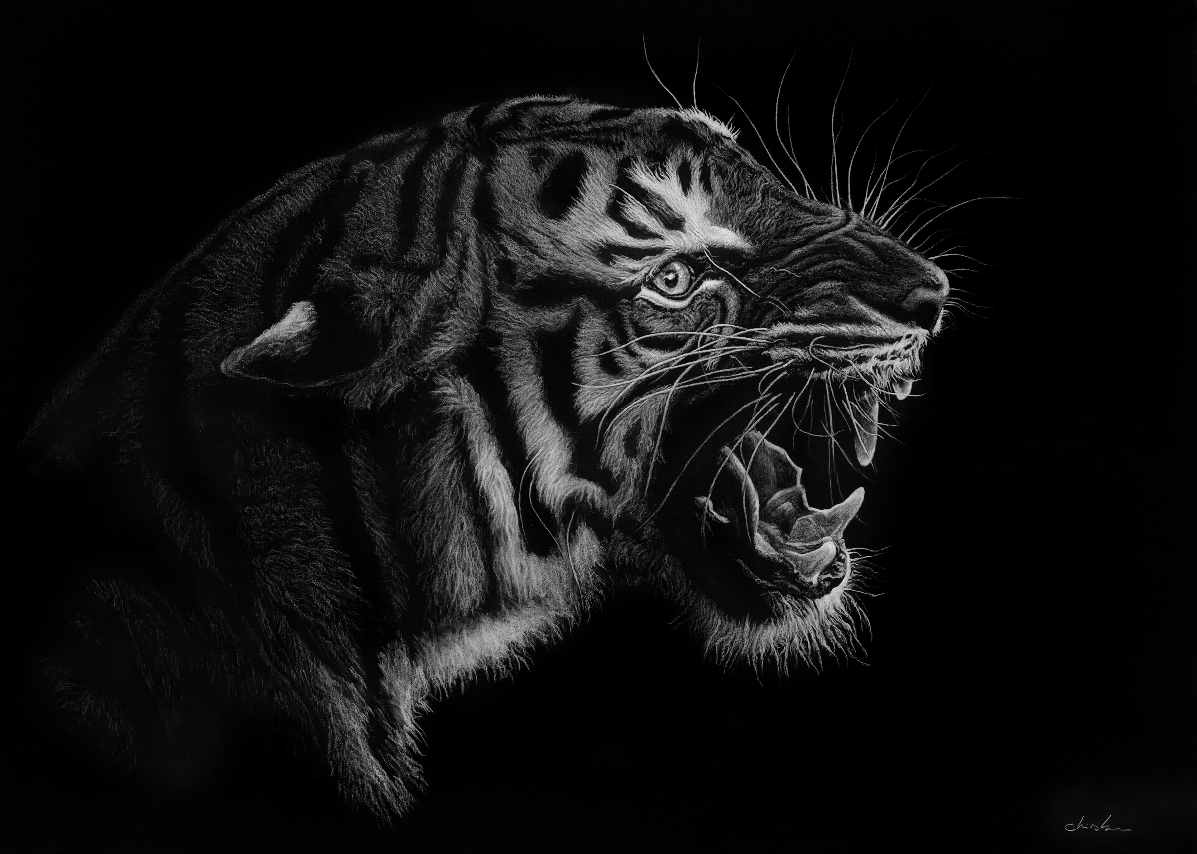 roaring tiger black and white wallpaper