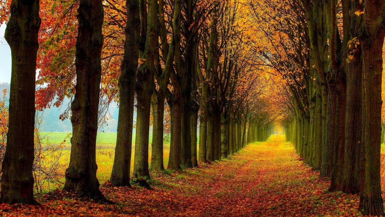 Arbres Bruns Sur Terrain D'herbe Brune Pendant la Journée. Wallpaper in 1280x720 Resolution