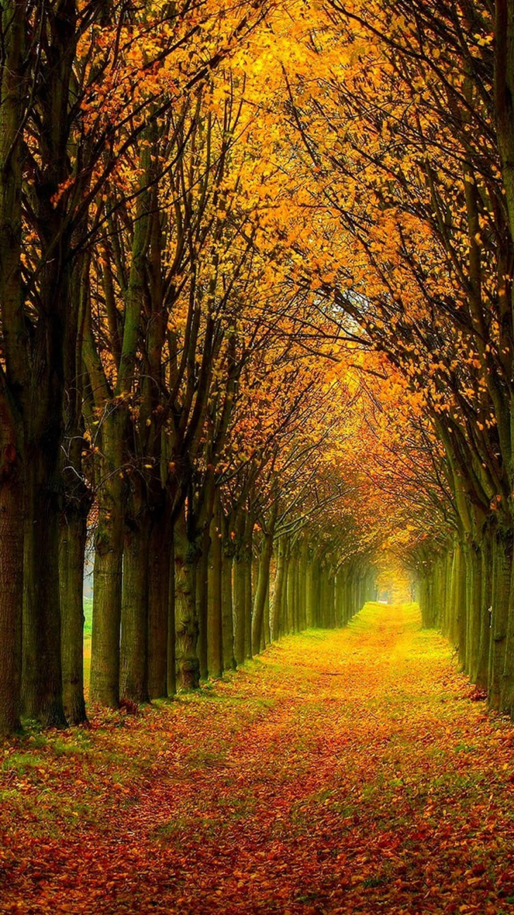 Brown Trees on Brown Grass Field During Daytime. Wallpaper in 750x1334 Resolution