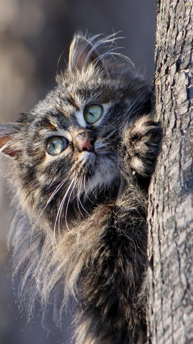 Chat Noir et Brun Sur Arbre. Wallpaper in 750x1334 Resolution