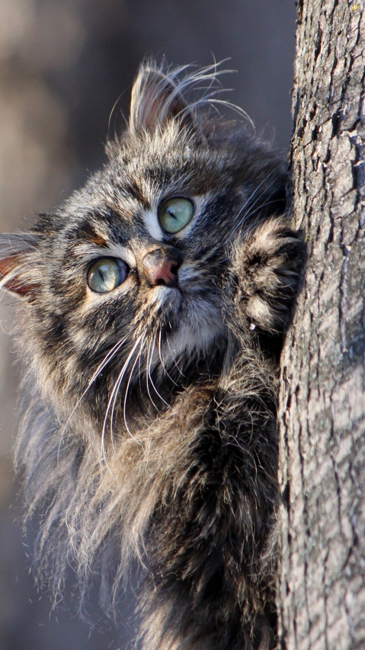 Gato Negro y Marrón en el Árbol. Wallpaper in 720x1280 Resolution