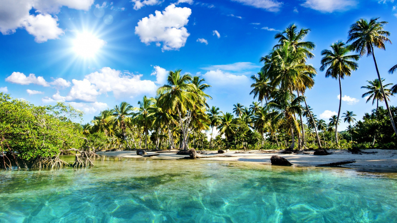 Green Palm Trees Beside Body of Water During Daytime. Wallpaper in 1280x720 Resolution