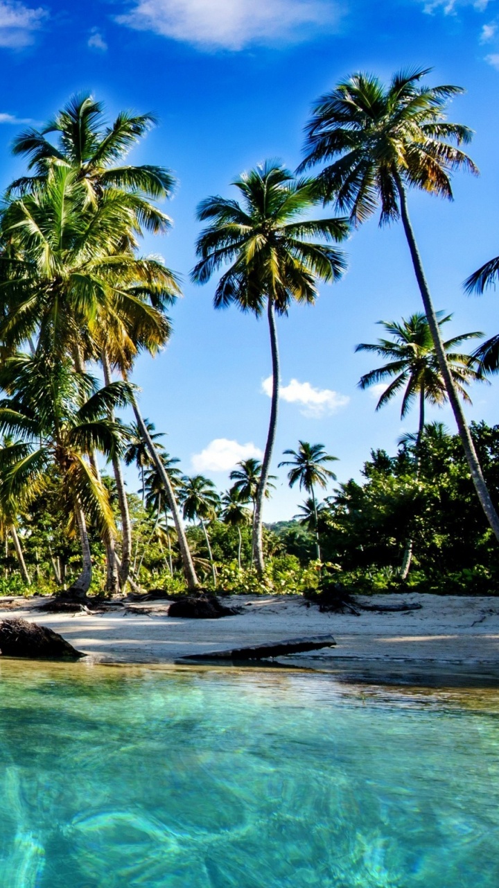 Green Palm Trees Beside Body of Water During Daytime. Wallpaper in 720x1280 Resolution