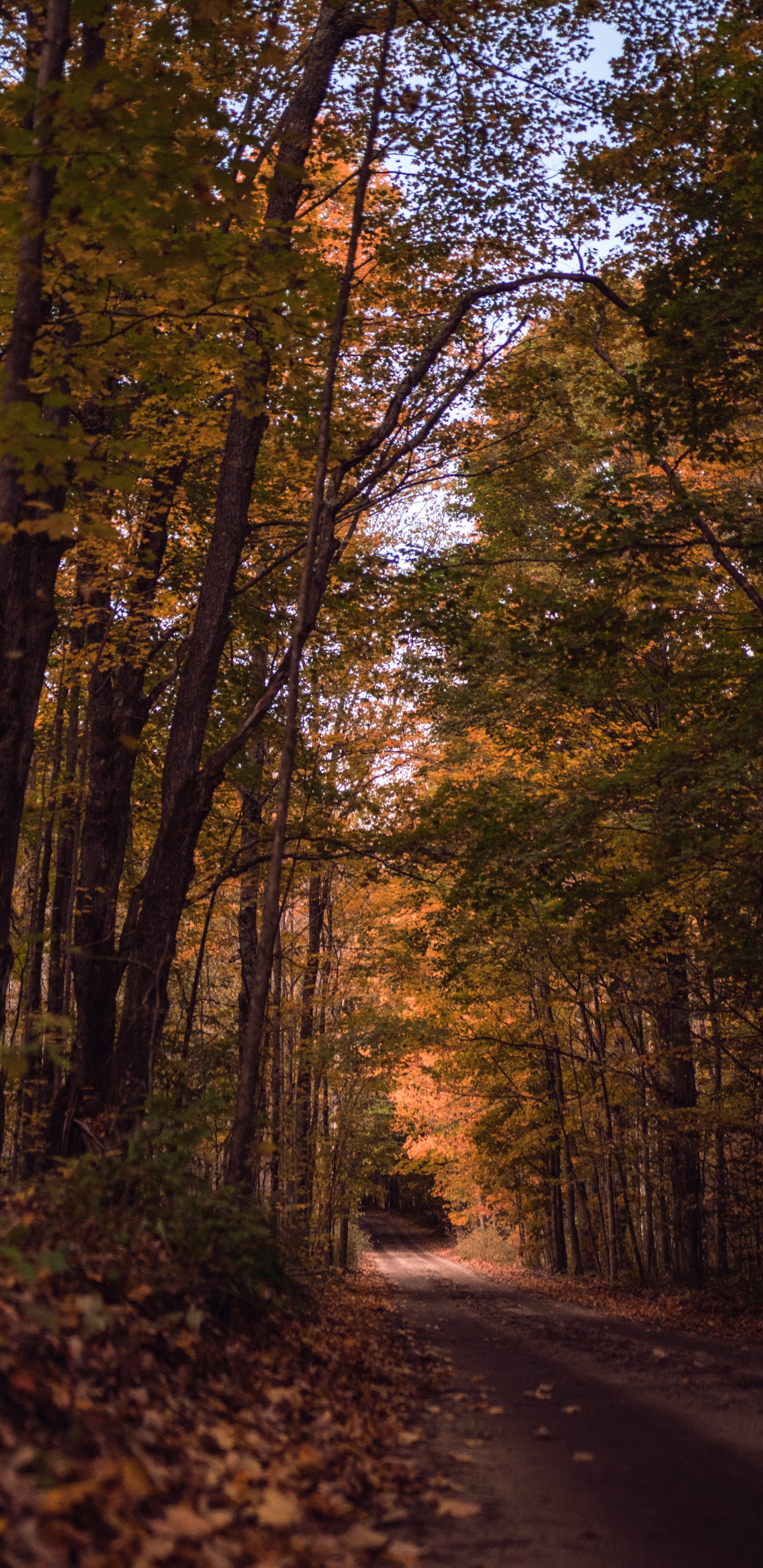 Baum, Natur, Wald, Naturlandschaft, Natürlichen Umgebung. Wallpaper in 1440x2960 Resolution