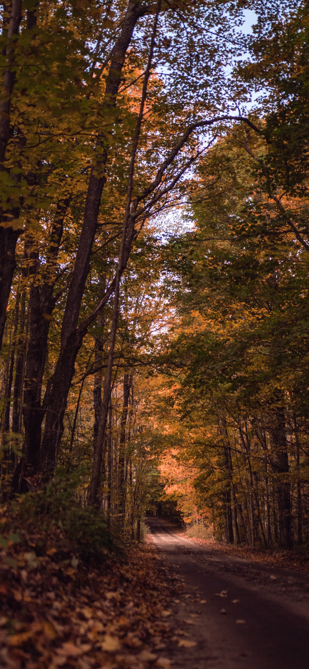 Woodland, Tree, Nature, Forest, Natural Landscape. Wallpaper in 1242x2688 Resolution