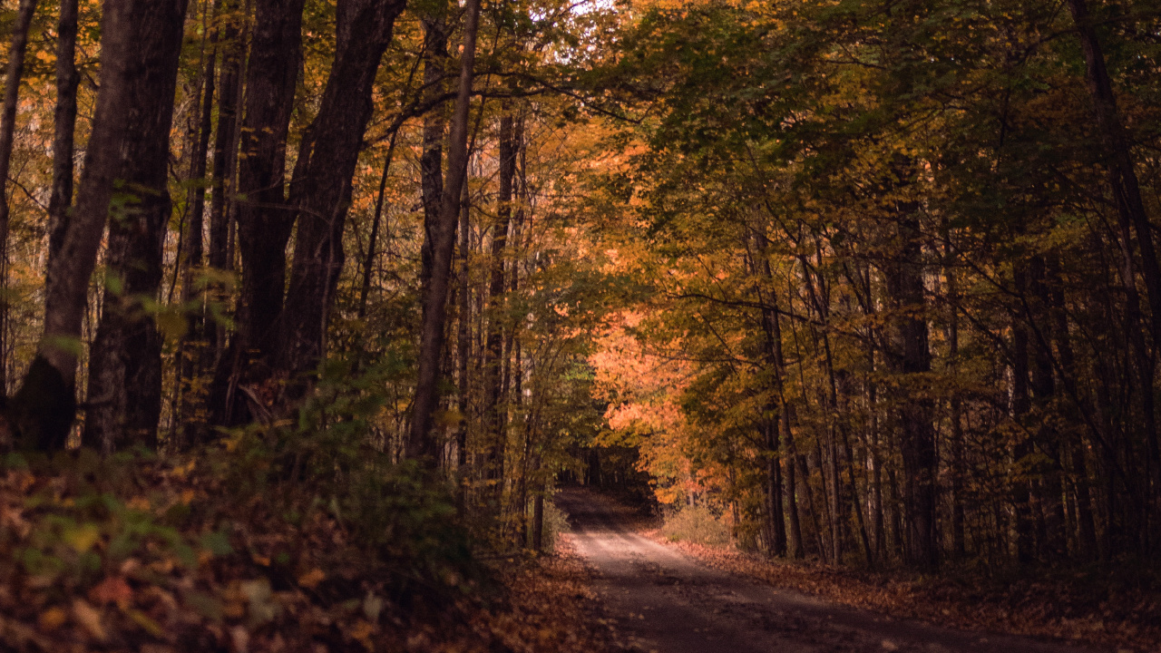 Woodland, Tree, Nature, Forest, Natural Landscape. Wallpaper in 1280x720 Resolution