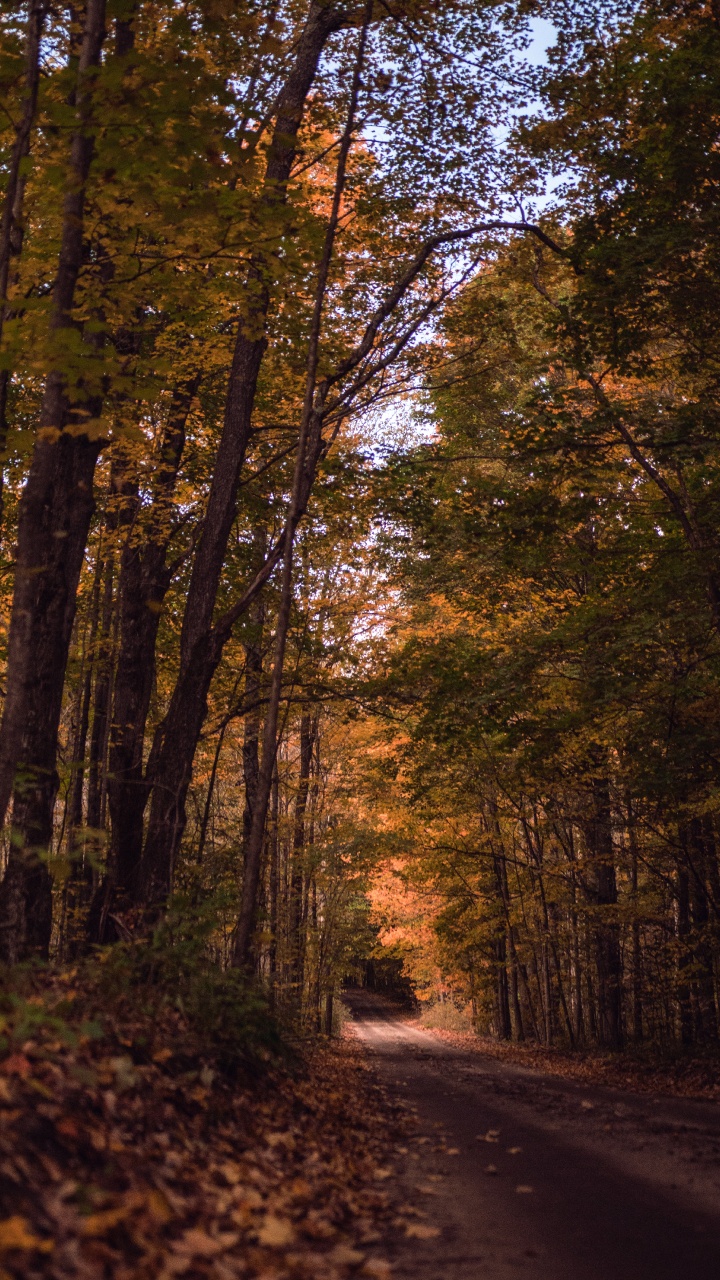 Woodland, Tree, Nature, Forest, Natural Landscape. Wallpaper in 720x1280 Resolution