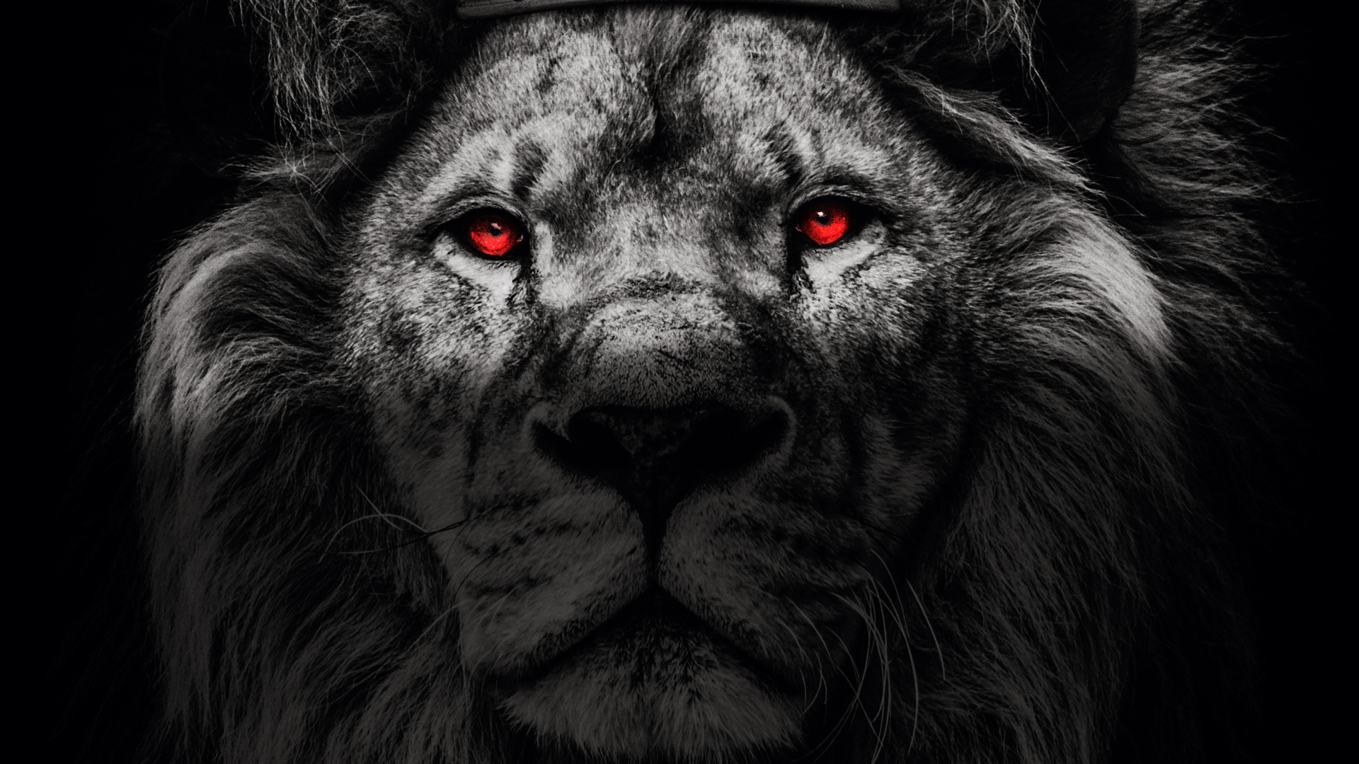 Born to Win Lion, Hanna Ar, Lion, Poster, Motivational Poster. Wallpaper in 1920x1080 Resolution