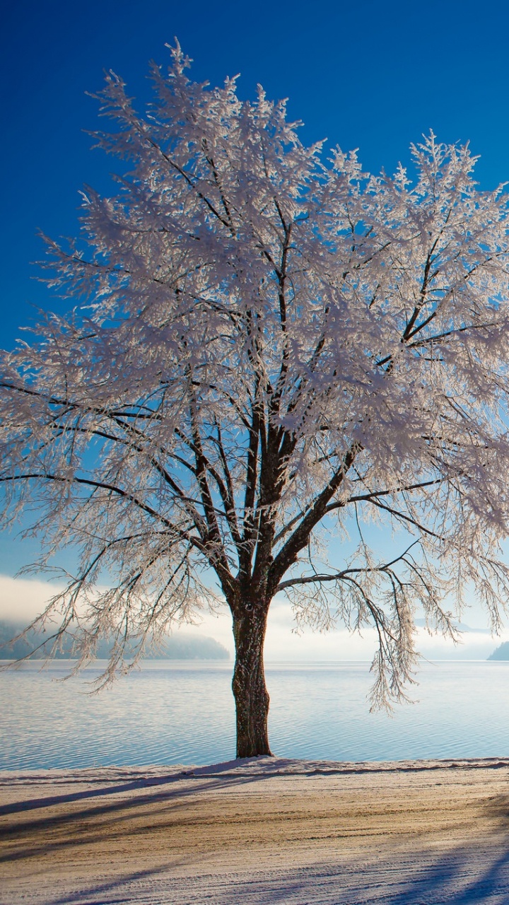 Kahlen Baum Auf Schneebedecktem Boden Unter Blauem Himmel Tagsüber. Wallpaper in 720x1280 Resolution