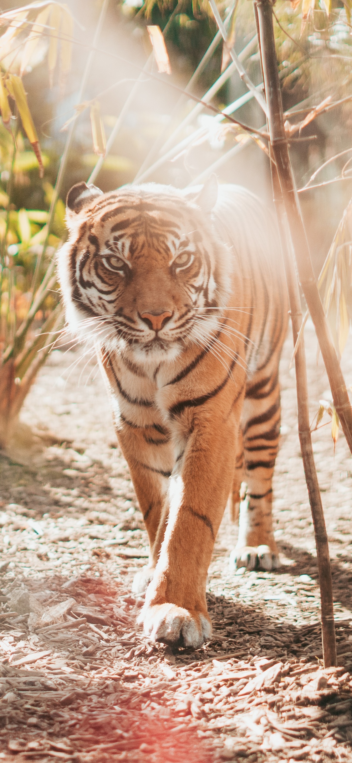 Brown and Black Tiger Lying on Ground During Daytime. Wallpaper in 1125x2436 Resolution