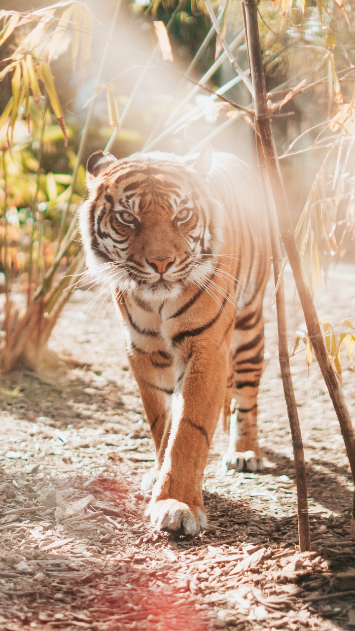 Brown and Black Tiger Lying on Ground During Daytime. Wallpaper in 720x1280 Resolution