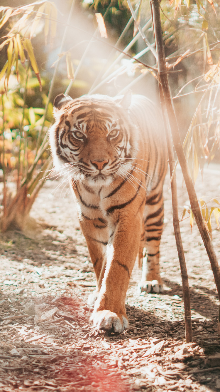 Brown and Black Tiger Lying on Ground During Daytime. Wallpaper in 750x1334 Resolution