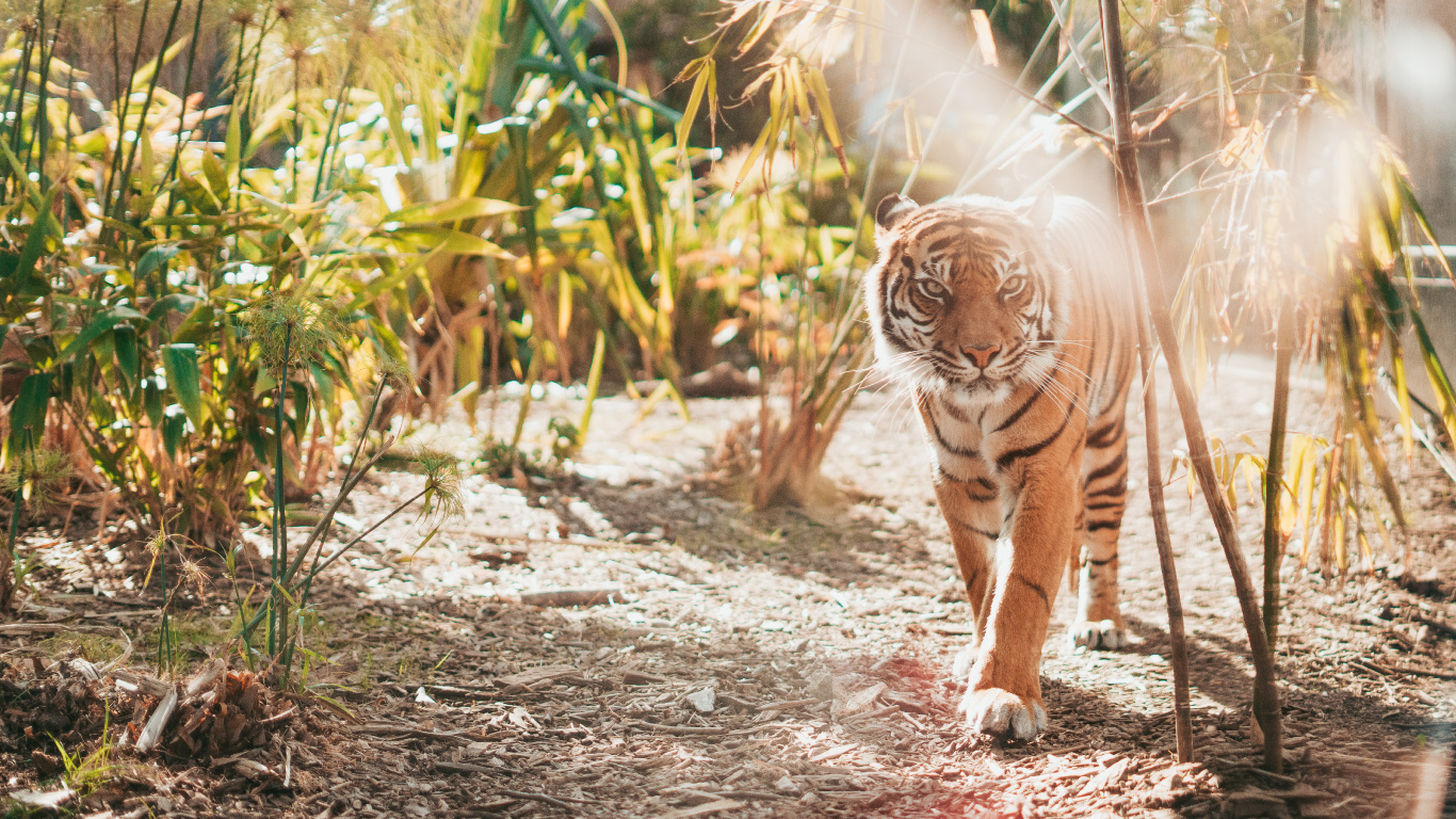 老虎, 孟加拉虎, 野生动物, 陆地动物, 猫科 壁纸 1366x768 允许