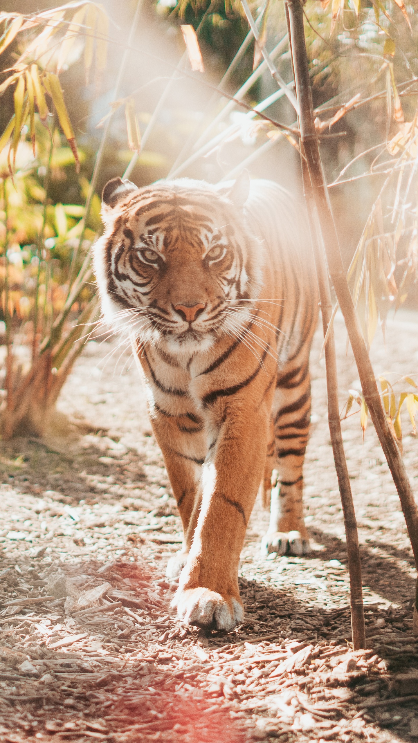 老虎, 孟加拉虎, 野生动物, 陆地动物, 猫科 壁纸 1440x2560 允许