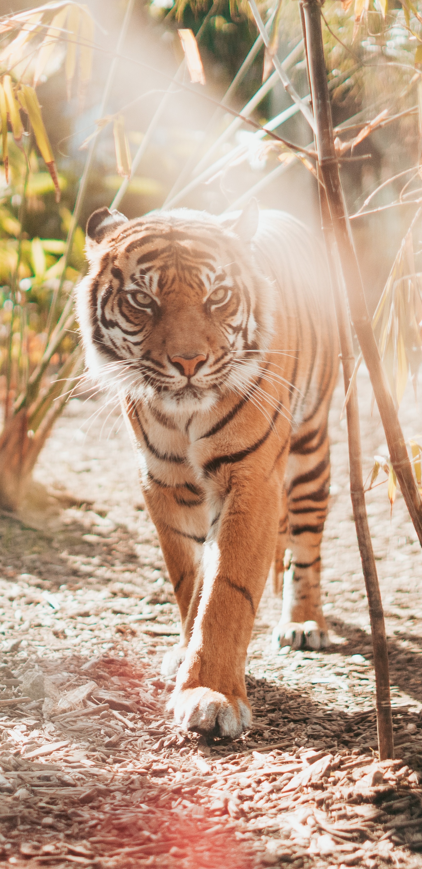 老虎, 孟加拉虎, 野生动物, 陆地动物, 猫科 壁纸 1440x2960 允许