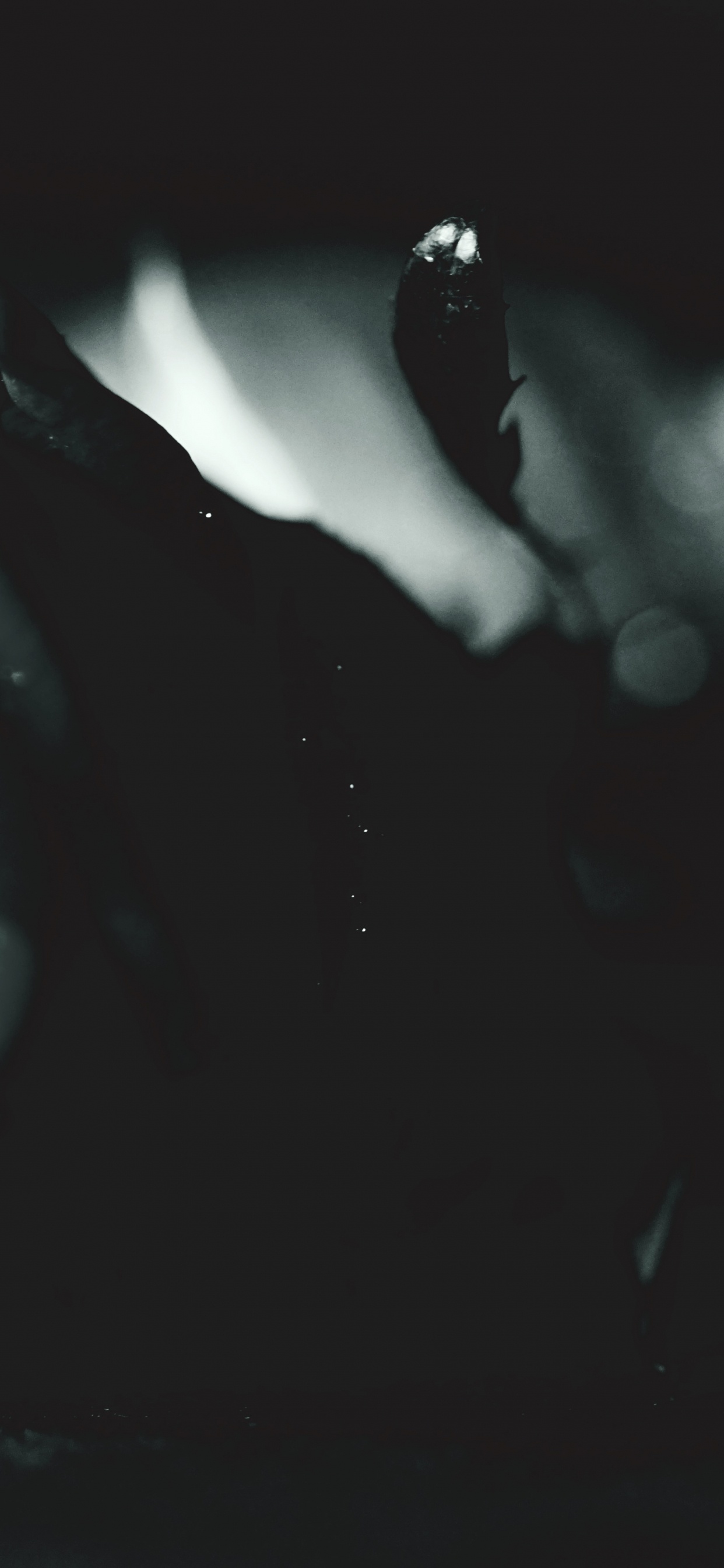 Black Rose in Grayscale Photography. Wallpaper in 1242x2688 Resolution