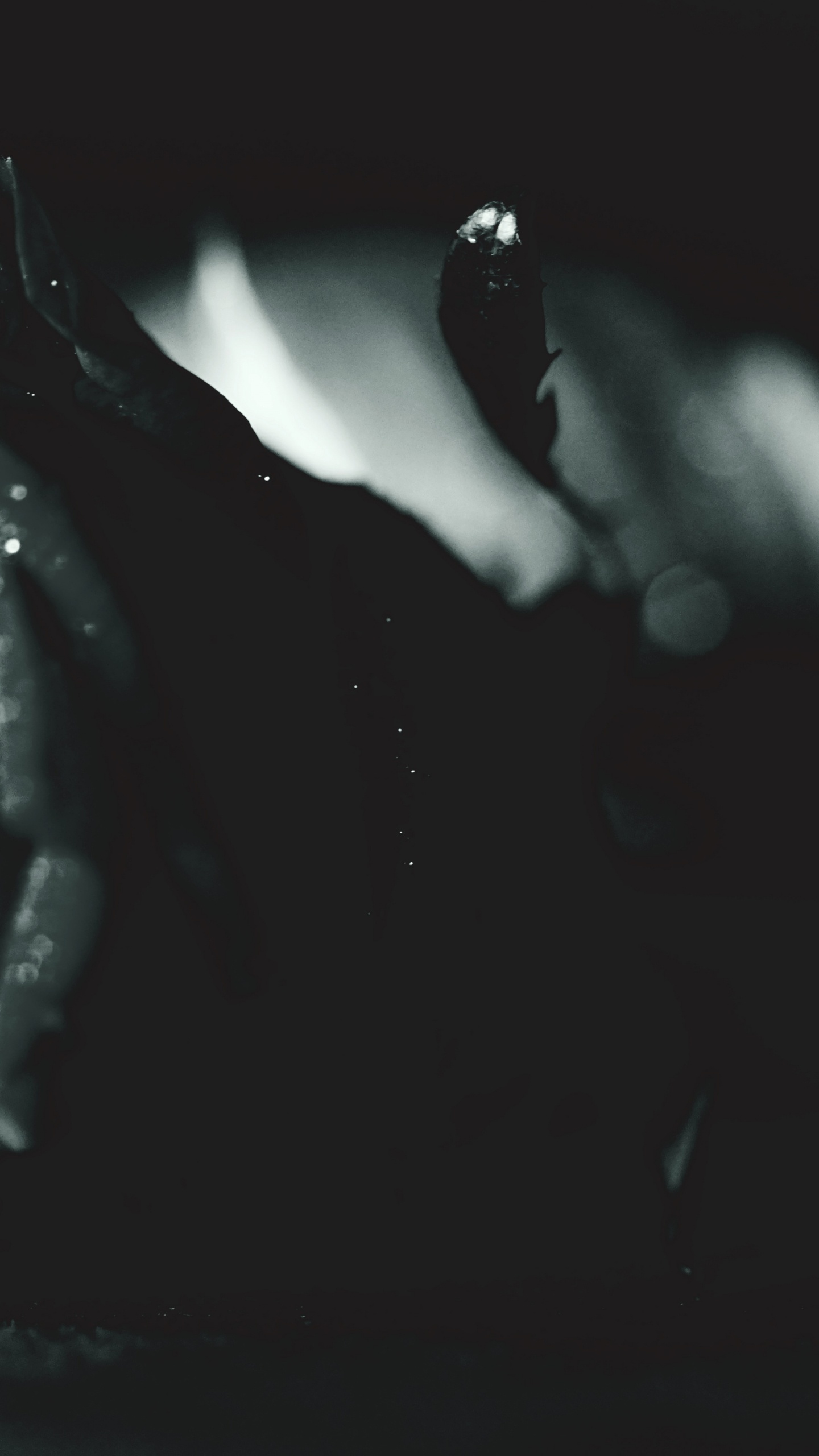 Black Rose in Grayscale Photography. Wallpaper in 1440x2560 Resolution