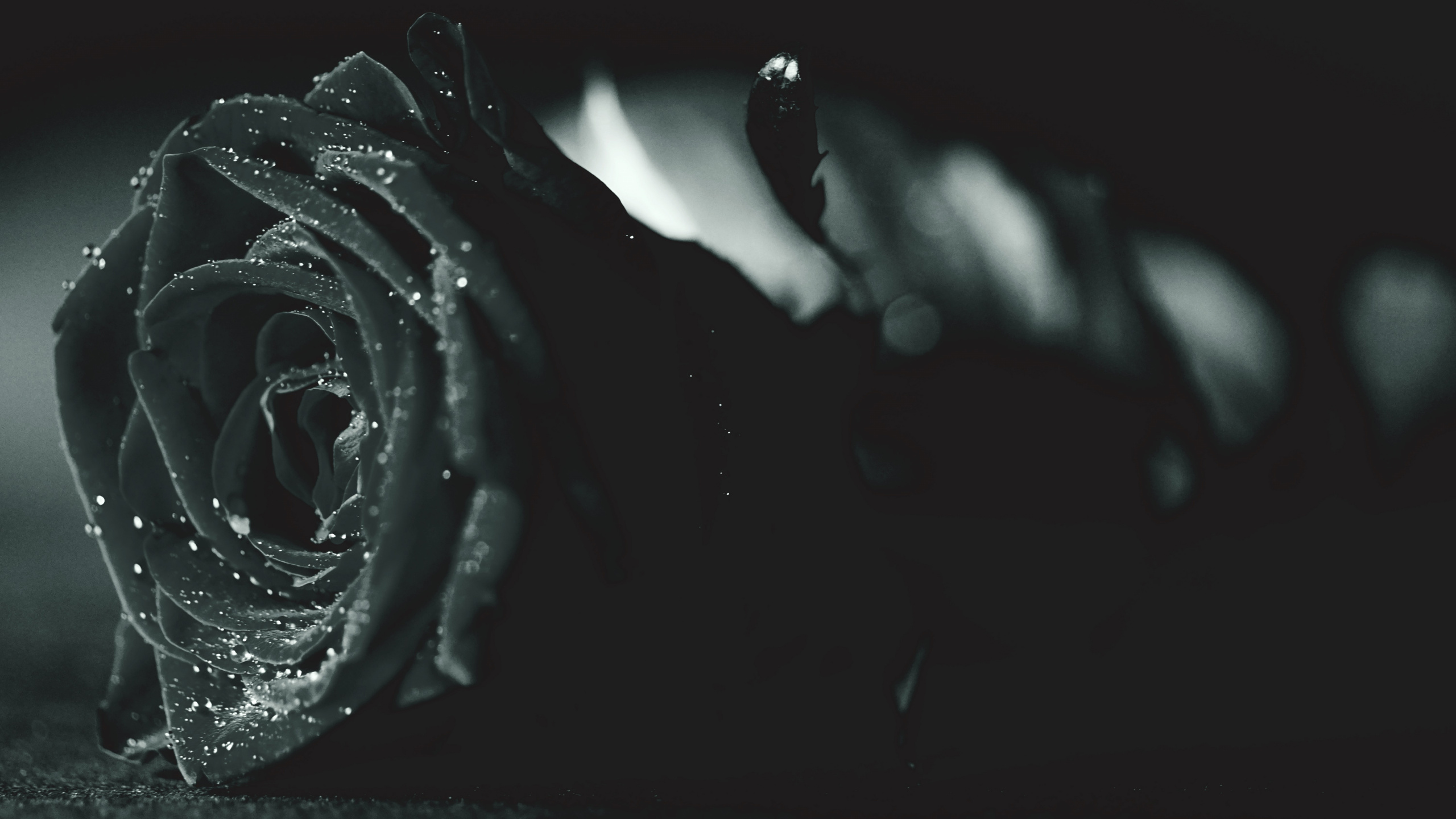 Black Rose in Grayscale Photography. Wallpaper in 2560x1440 Resolution