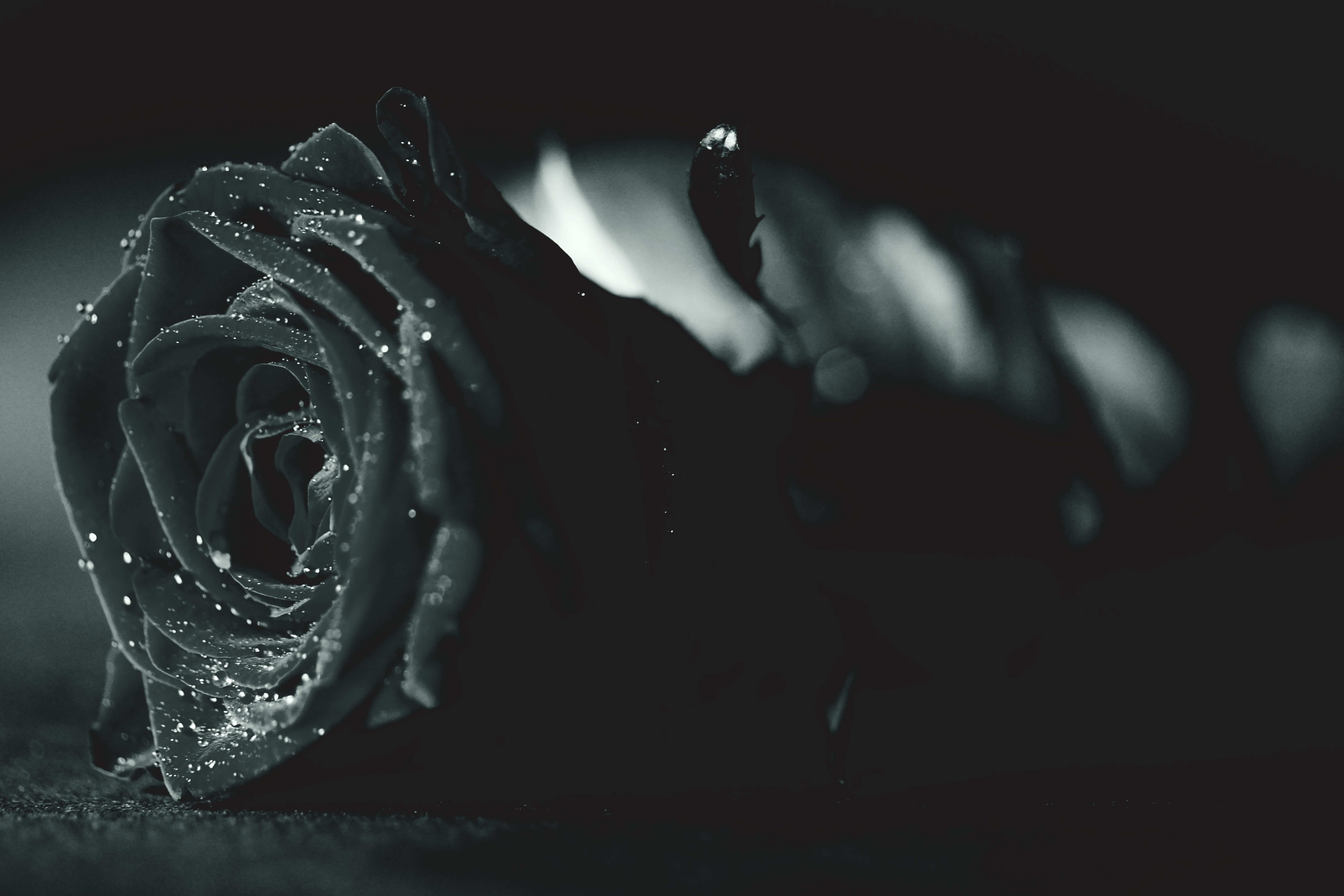 black rose with water drops wallpaper