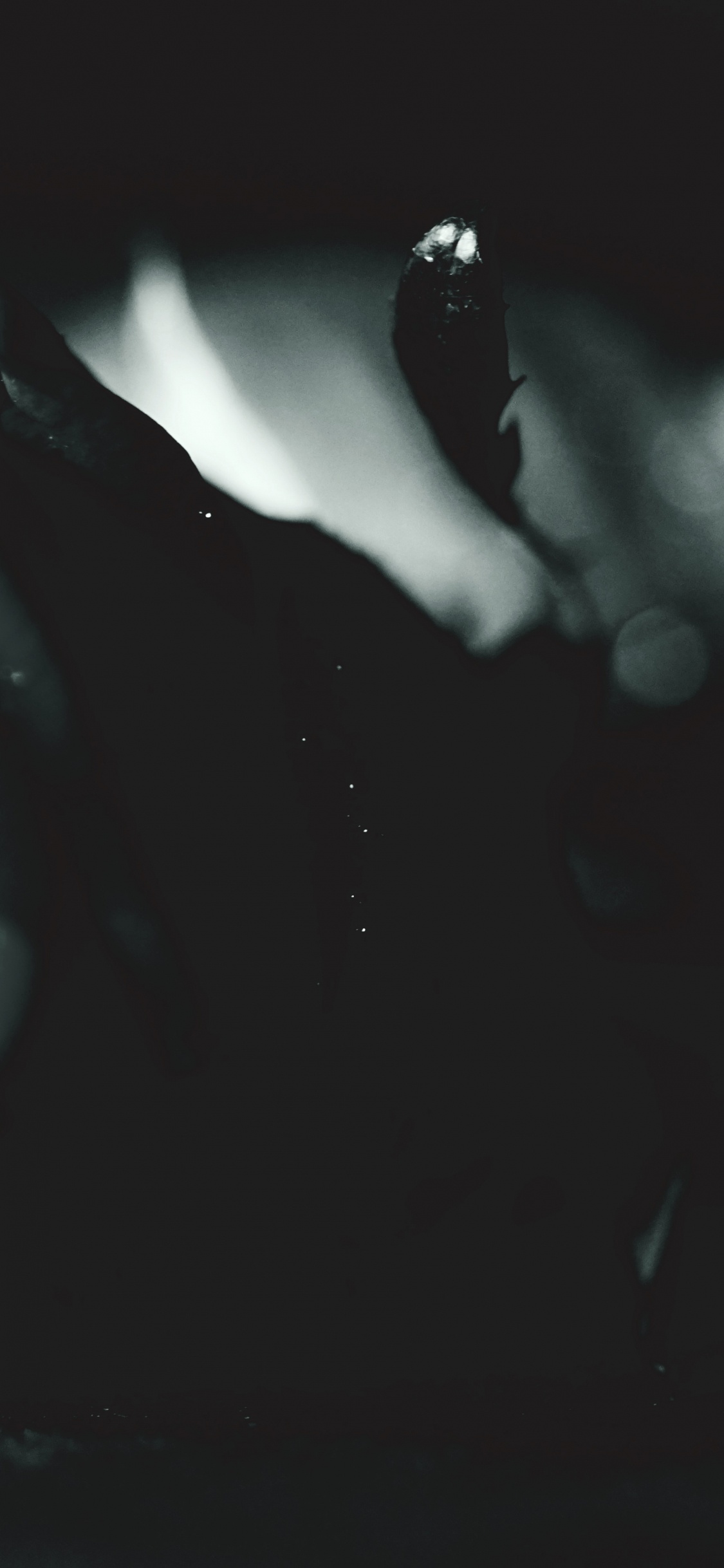 Rose Noire Dans la Photographie en Niveaux de Gris. Wallpaper in 1125x2436 Resolution