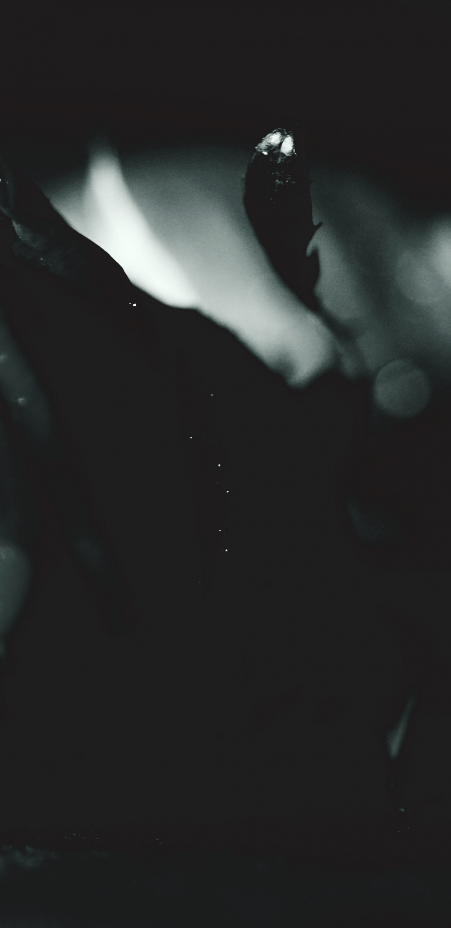 Rose Noire Dans la Photographie en Niveaux de Gris. Wallpaper in 1440x2960 Resolution