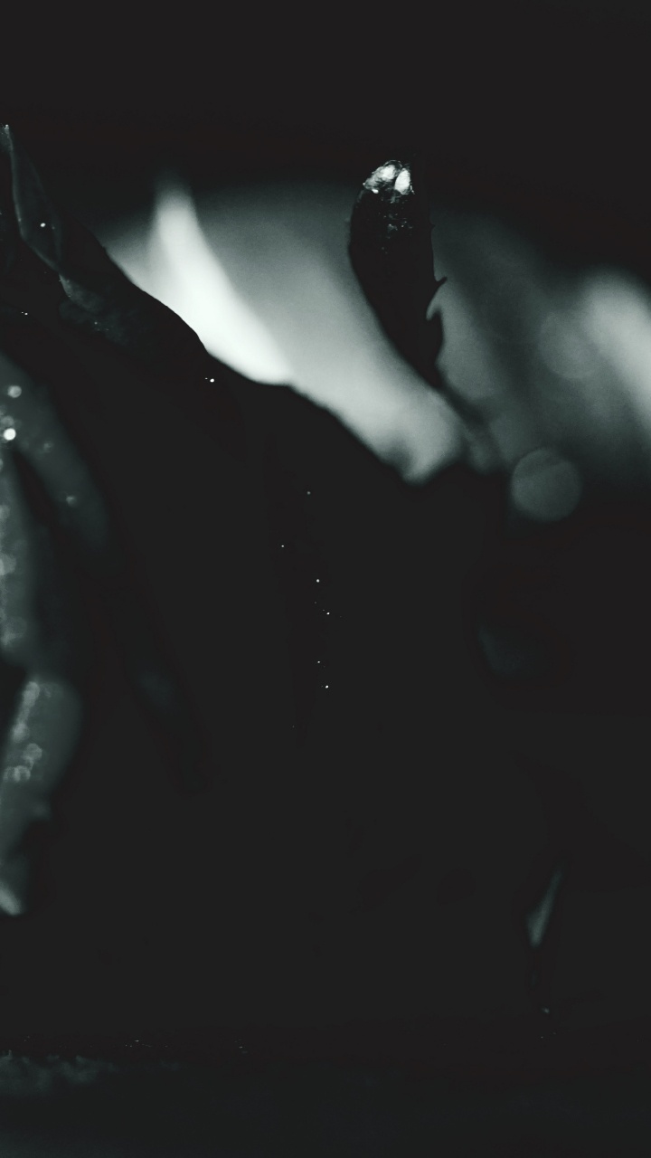 Rose Noire Dans la Photographie en Niveaux de Gris. Wallpaper in 720x1280 Resolution