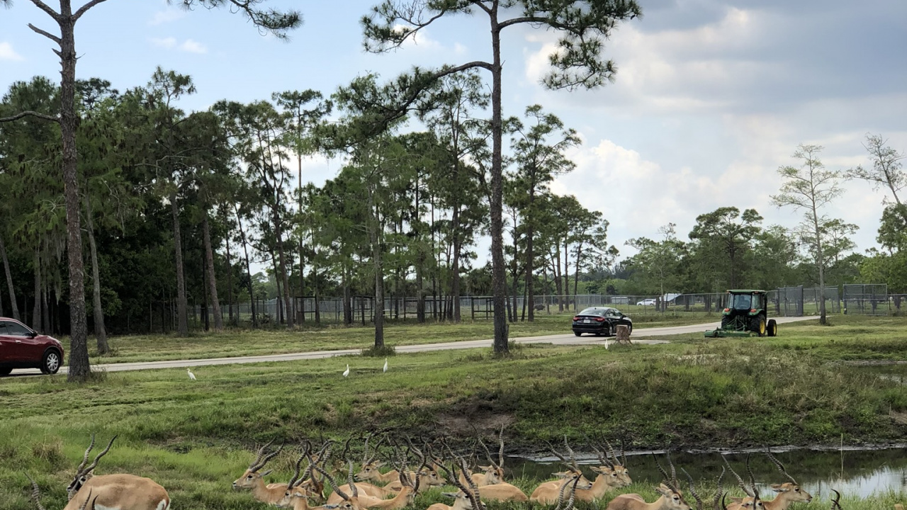 Baum, Ländlichen Bereich, Gras, Stamm, Bodendecker. Wallpaper in 1280x720 Resolution