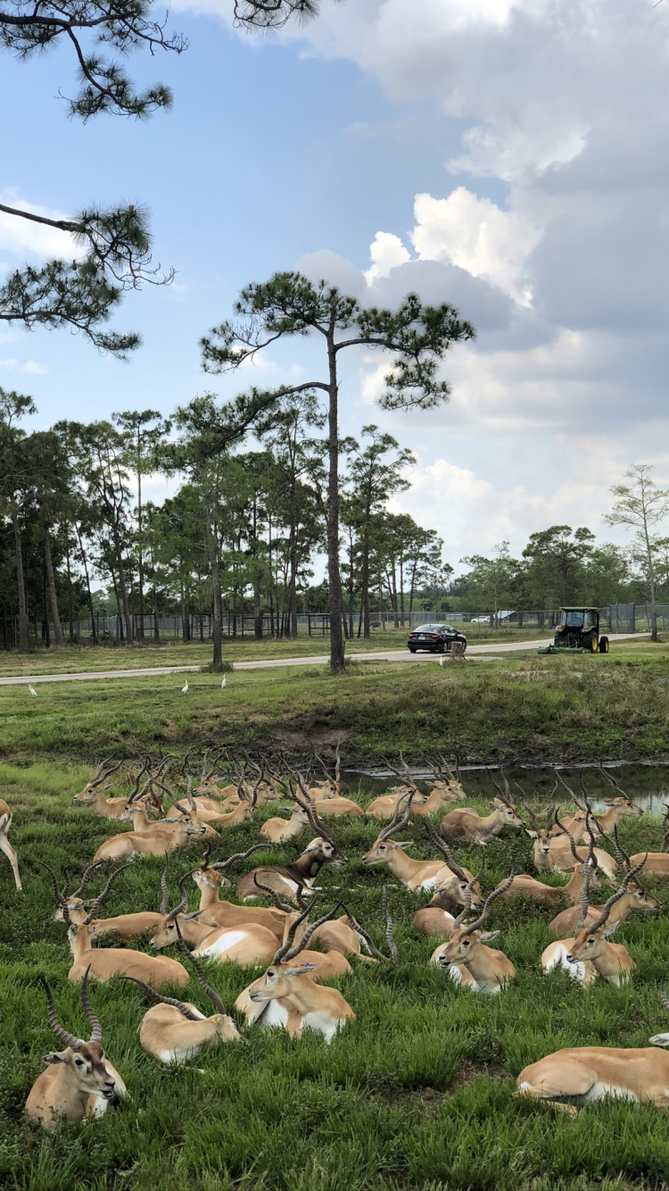 Baum, Ländlichen Bereich, Gras, Stamm, Bodendecker. Wallpaper in 750x1334 Resolution