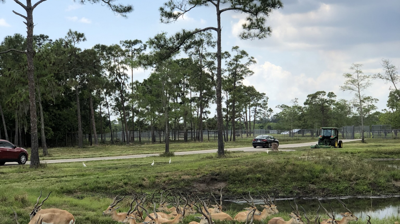 Zona Rural, la Cubierta Vegetal, Fawn, Pasto, Bolete. Wallpaper in 1366x768 Resolution