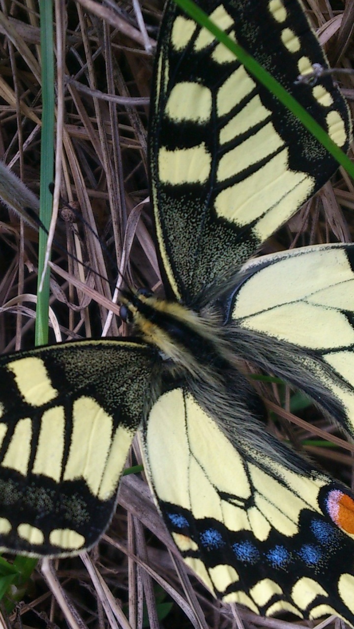 Mariposa Negra y Amarilla Sobre Hierba Verde. Wallpaper in 720x1280 Resolution