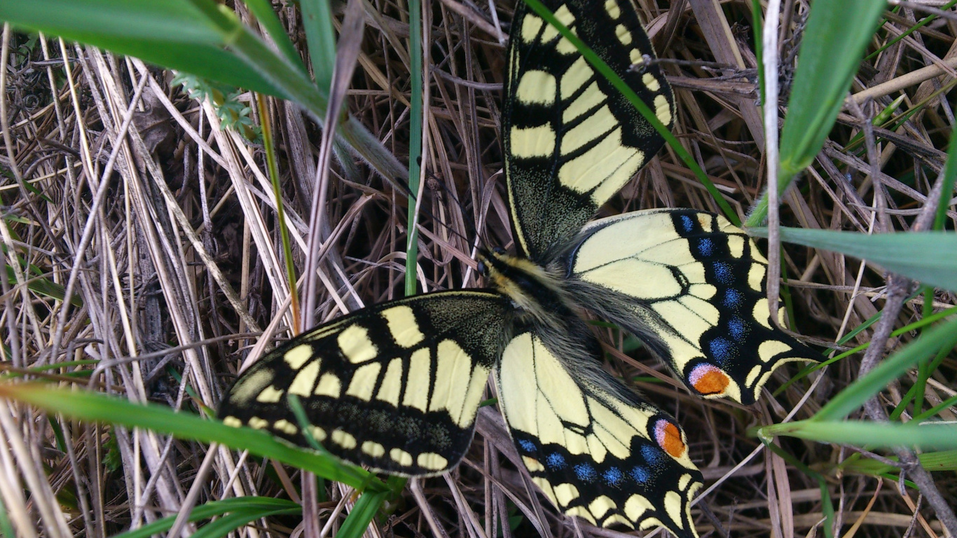 Black and Yellow Butterfly on Green Grass. Wallpaper in 1366x768 Resolution