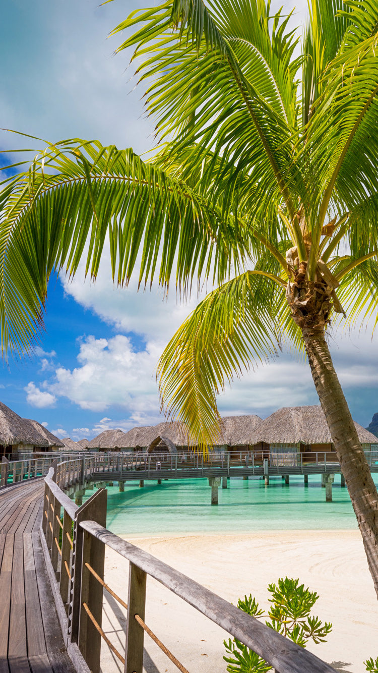 Palme in Der Nähe Von Gewässer. Wallpaper in 750x1334 Resolution