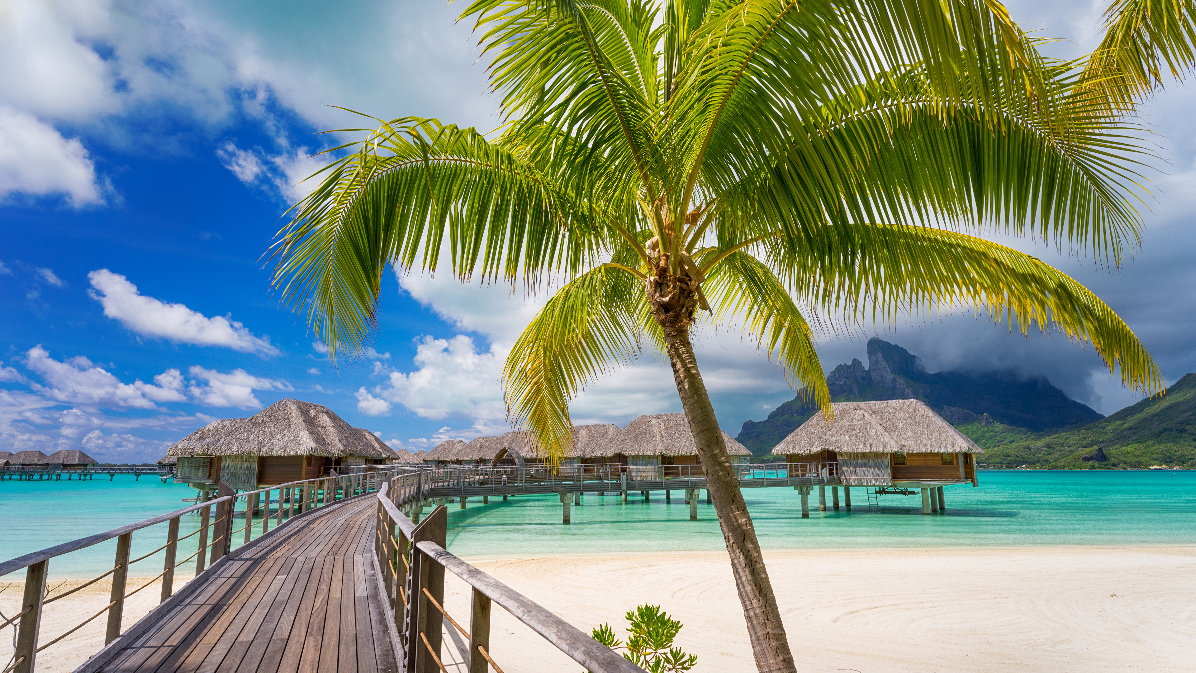 Palm Tree Near Body of Water. Wallpaper in 3840x2160 Resolution