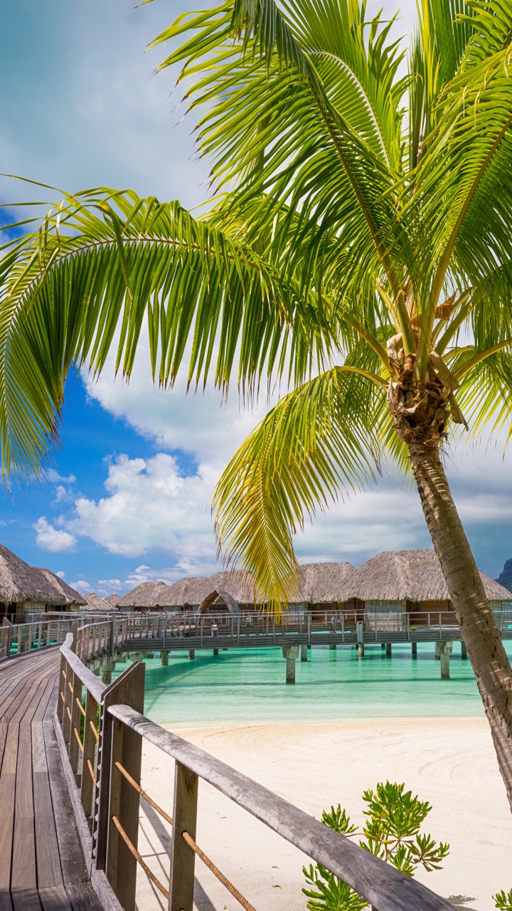 Palm Tree Near Body of Water. Wallpaper in 720x1280 Resolution