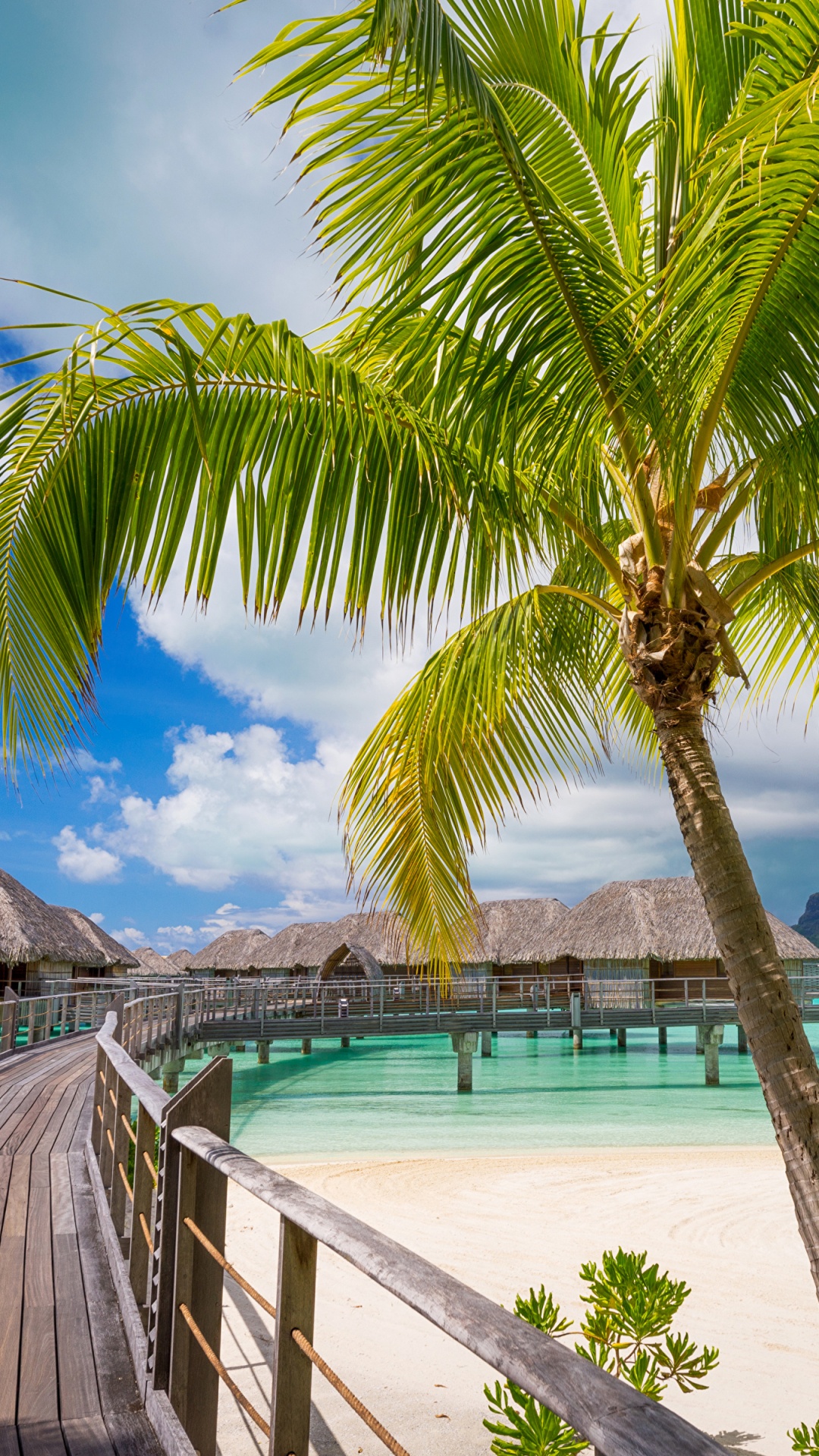 Palmier Près du Plan D'eau. Wallpaper in 1080x1920 Resolution